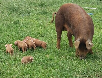 Piglet deposit Piglet deposit