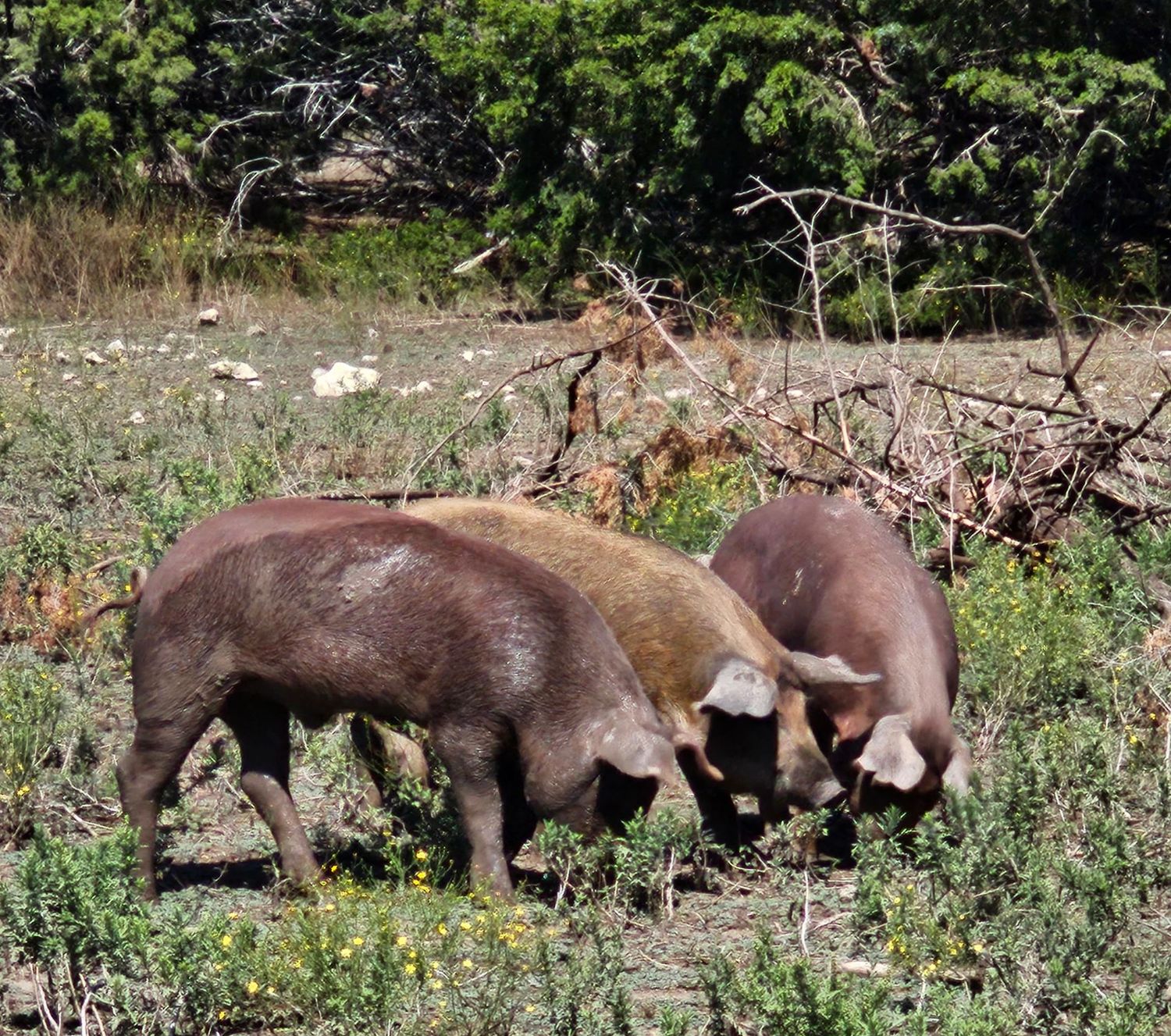 Balance for piglets