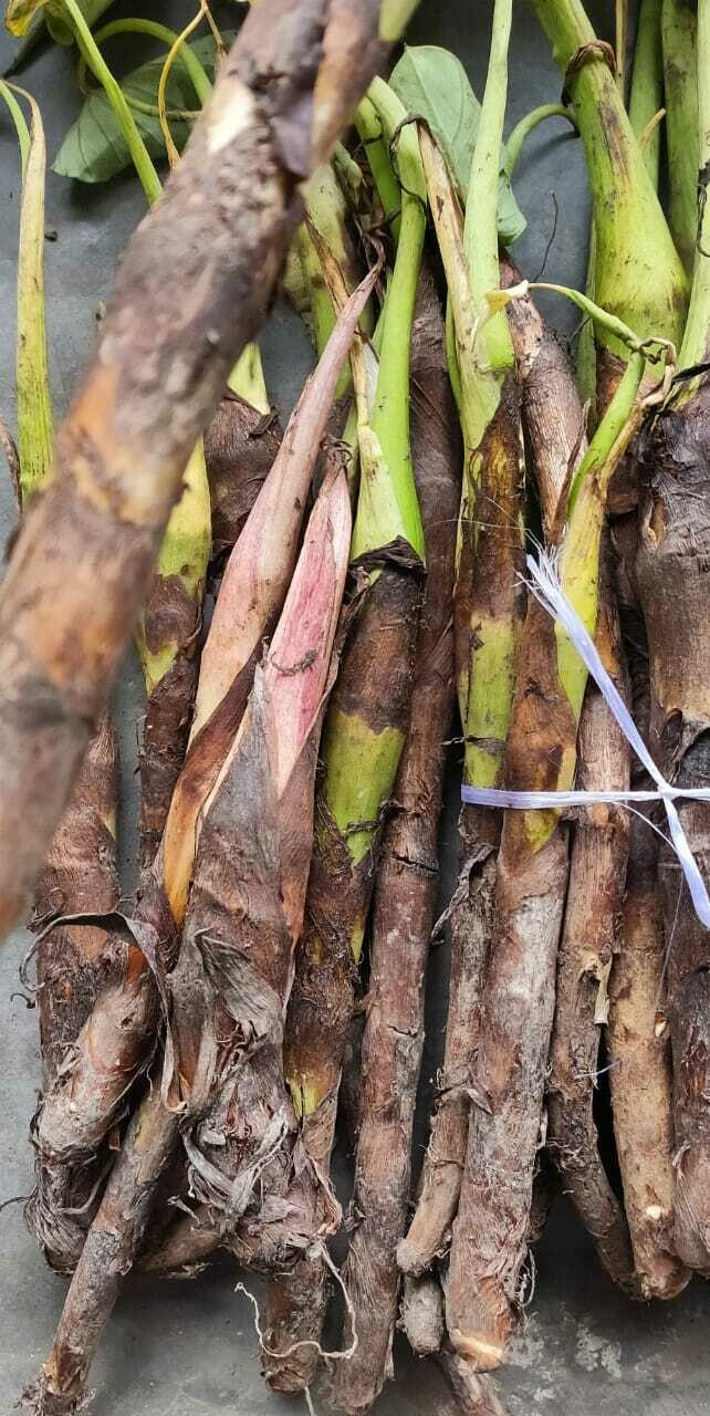 Taro Yam (1Bunch)
