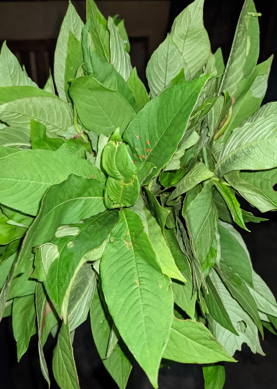 Gazhie (1Bunch)