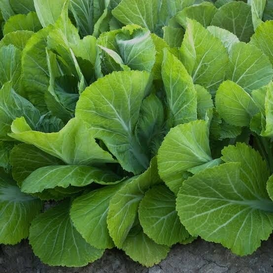 Mustard Leaf