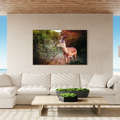 Wildlife