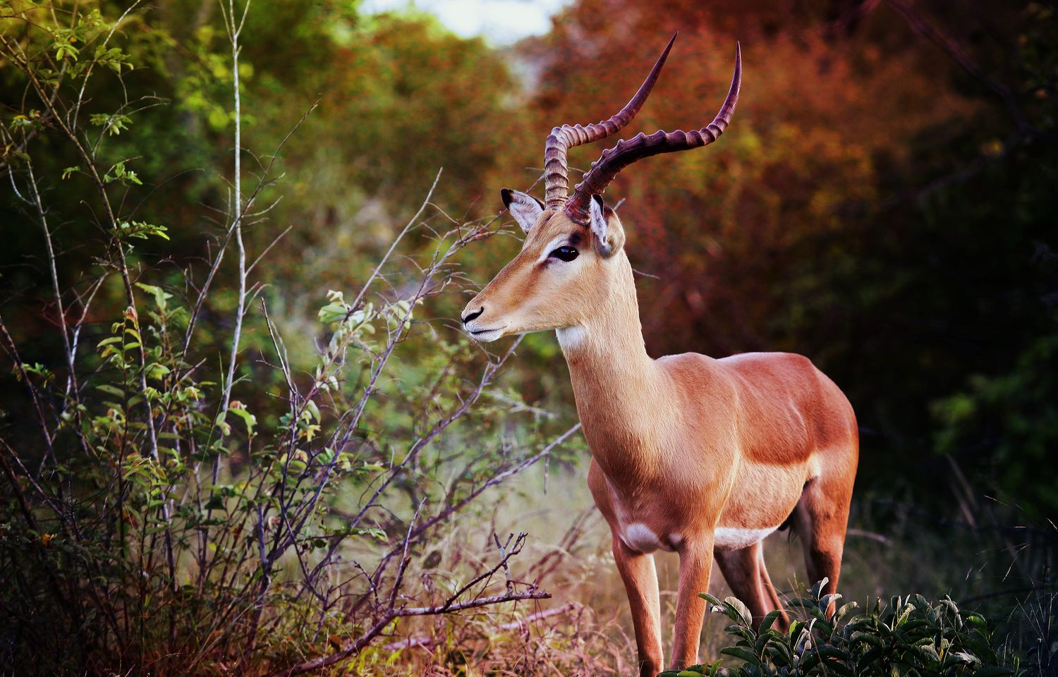 African Impala Bull
