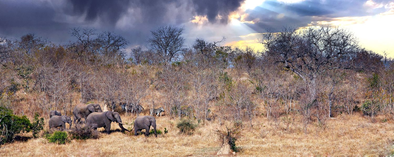 African View