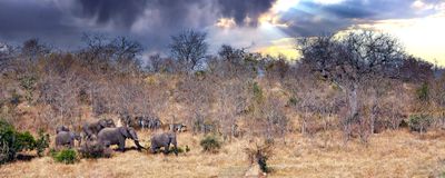 African View