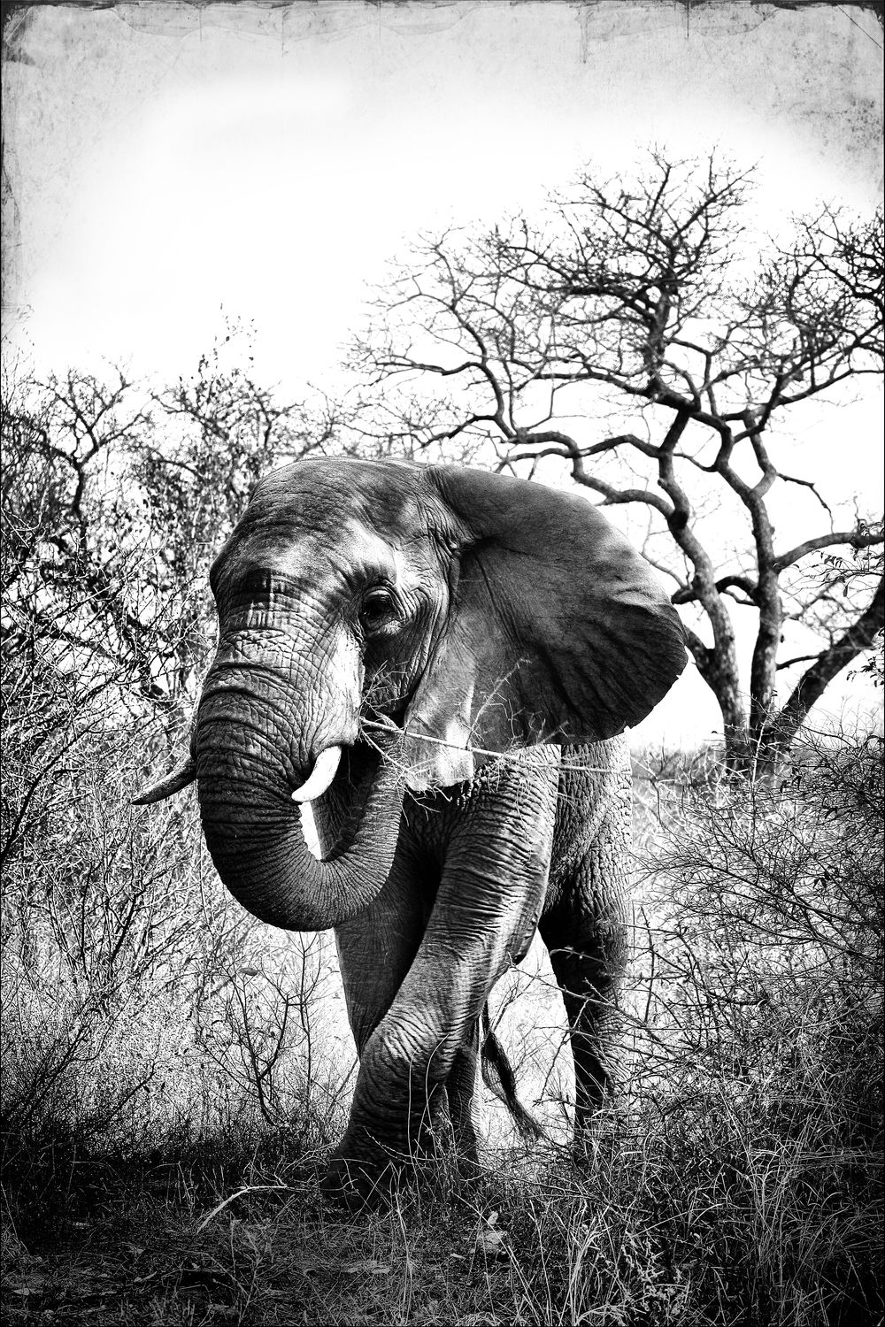 African Elephant