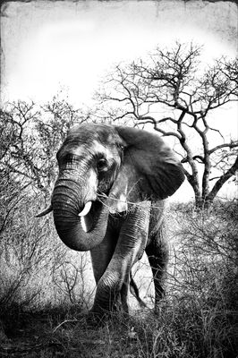 African Elephant