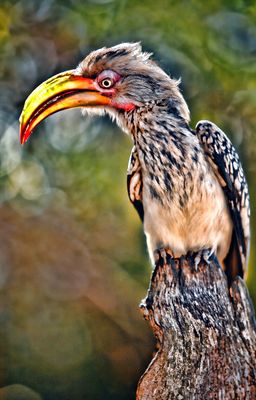 African Hornbill