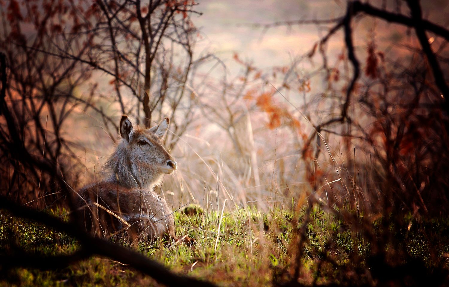 African Waterbuck