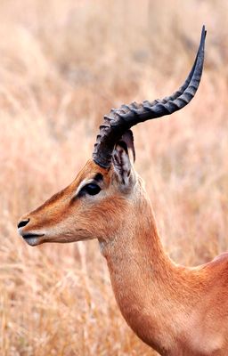 African Impala Bull