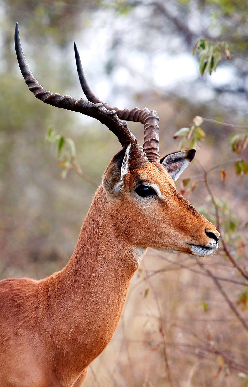African Impala Bull