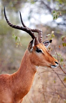 African Impala Bull
