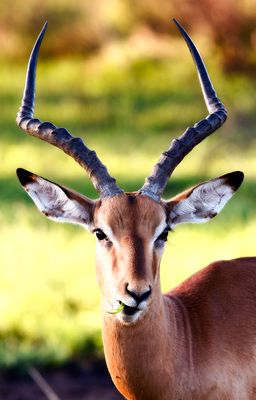 African Impala Bull