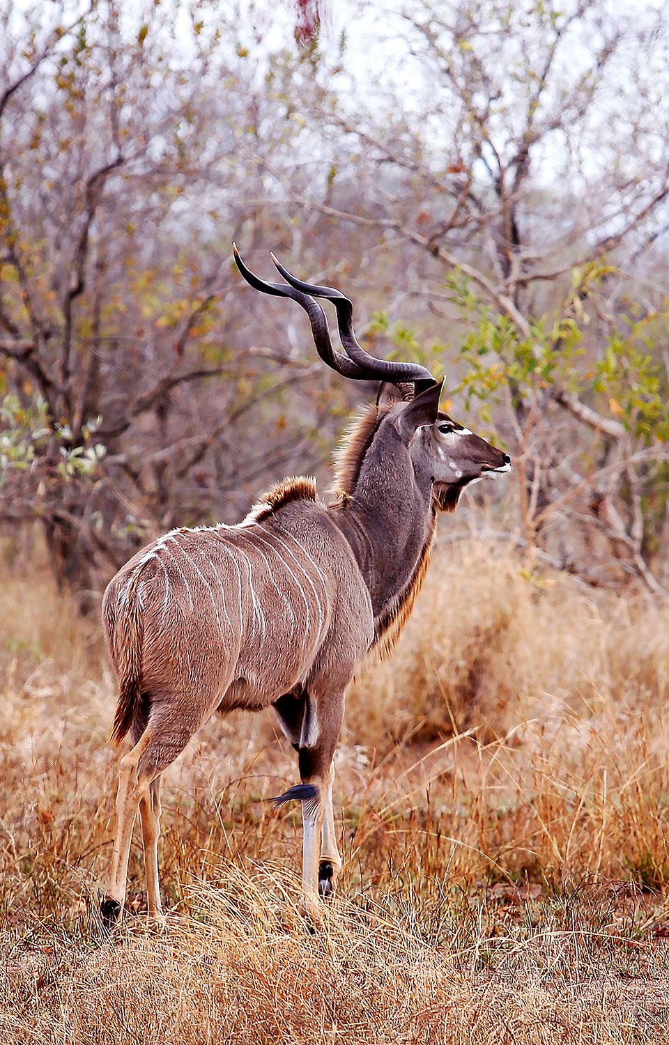 African Kudu Bull