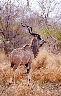 African Kudu Bull