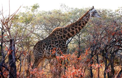 African Giraffe Bull