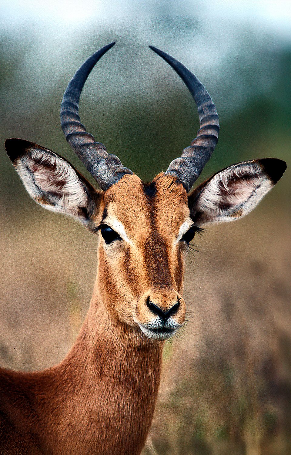 Impala Bull