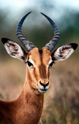 Impala Bull