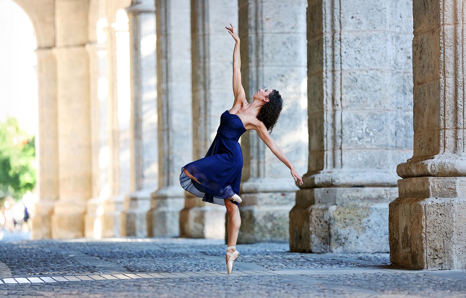 Havana Swan