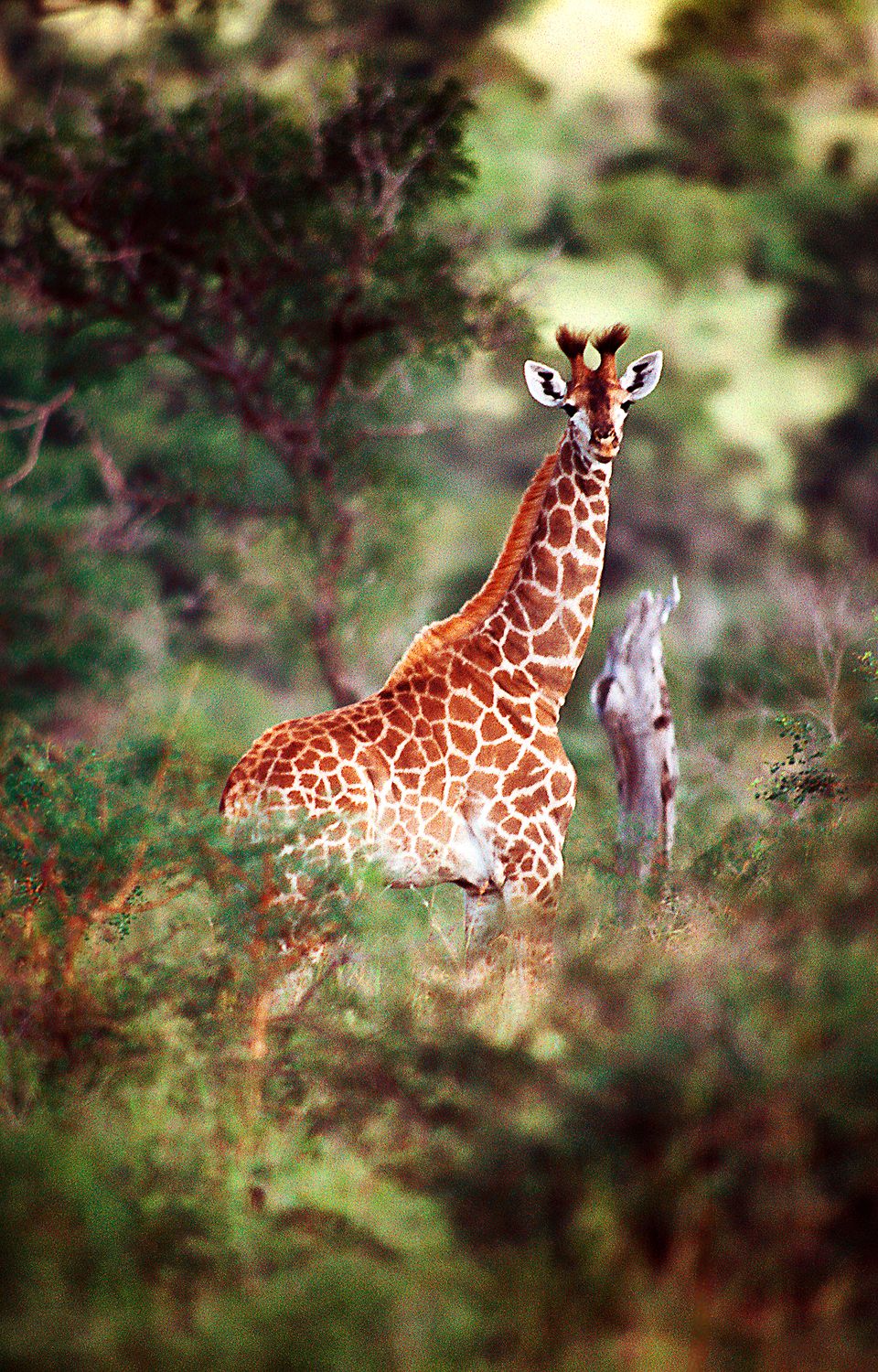 Young Giraffe Bull