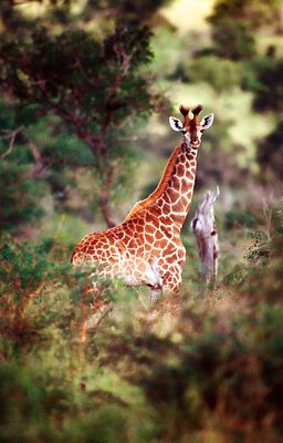 Young Giraffe Bull
