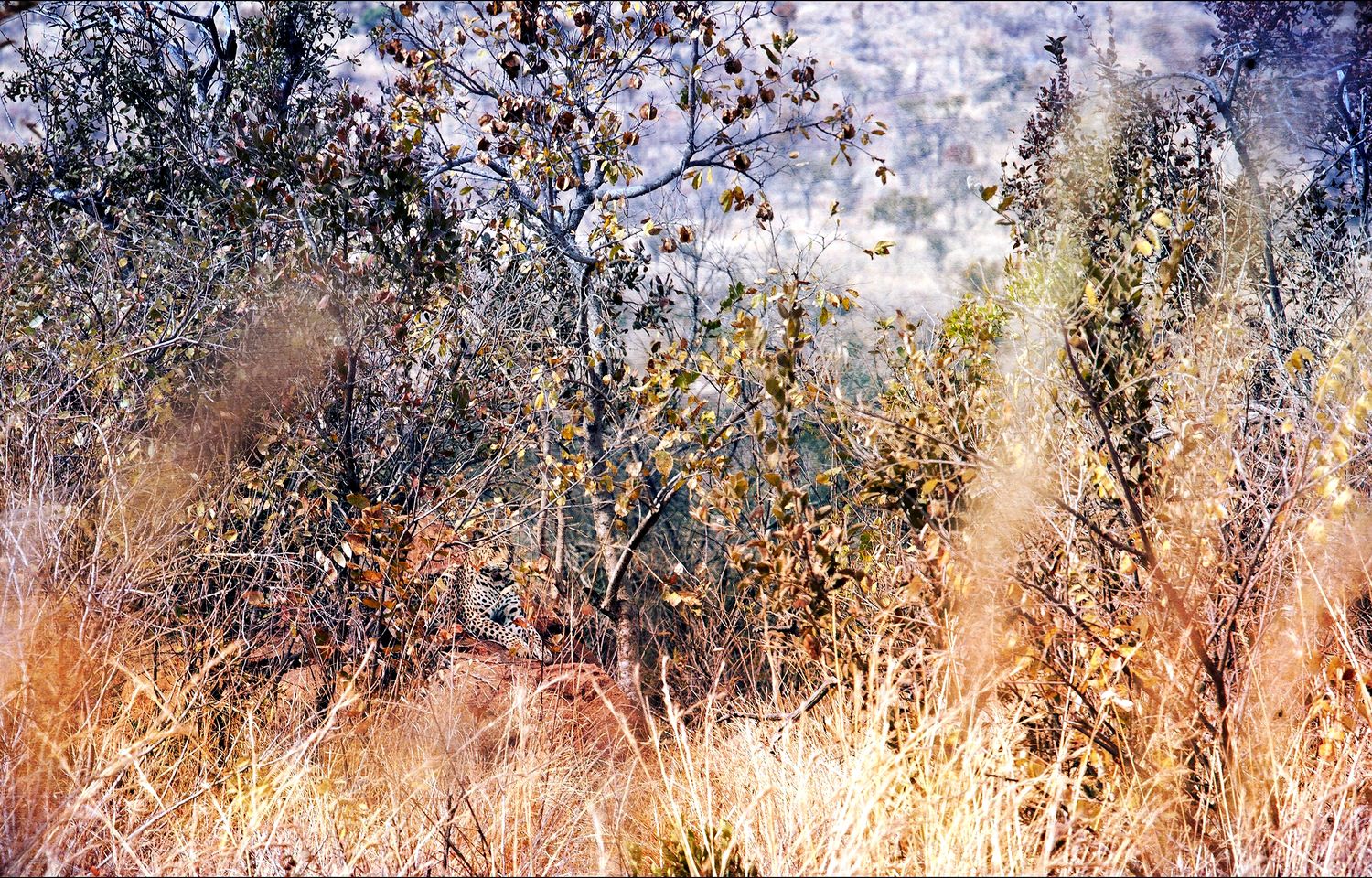 Camoflage Leopard
