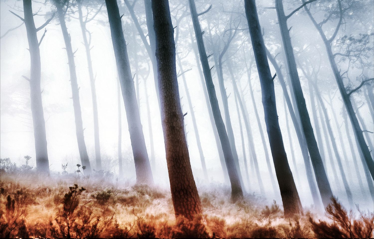 Misty Forest