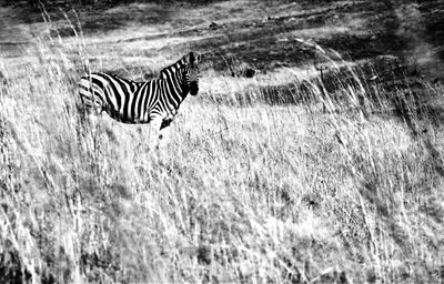 Black &amp; White Zebra