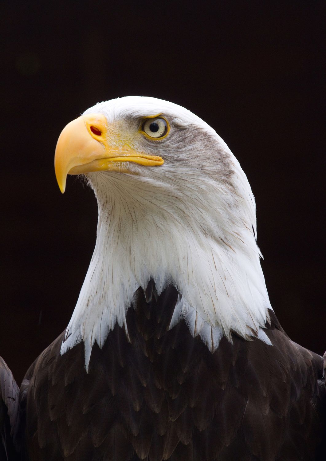 Eagles