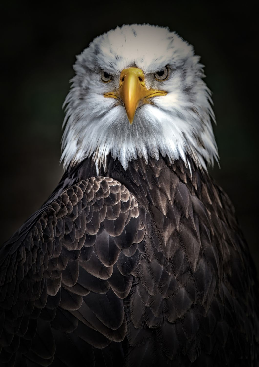 Eagles