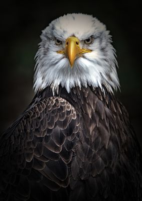 Eagles