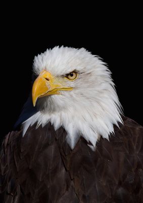Eagles