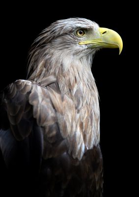 Eagles