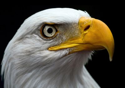 Eagles