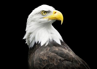 Eagles