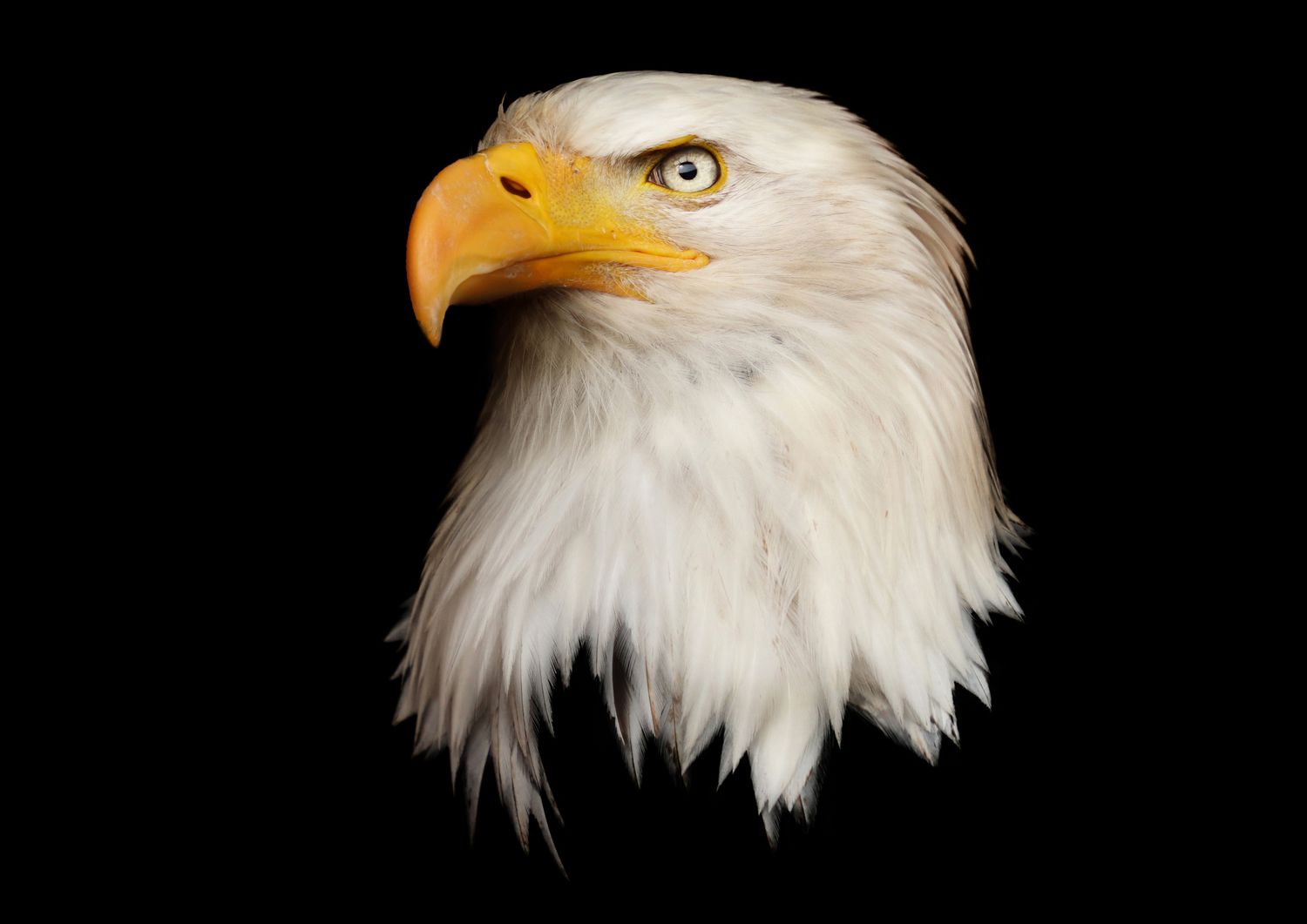 Eagles