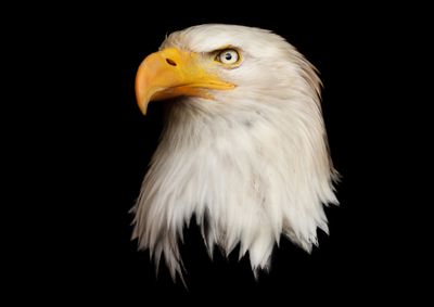 Eagles