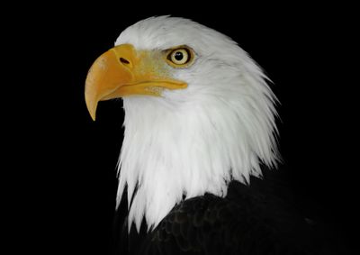 Eagles