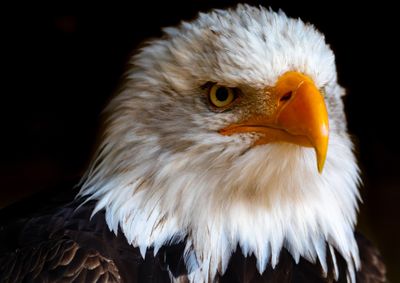 Eagles