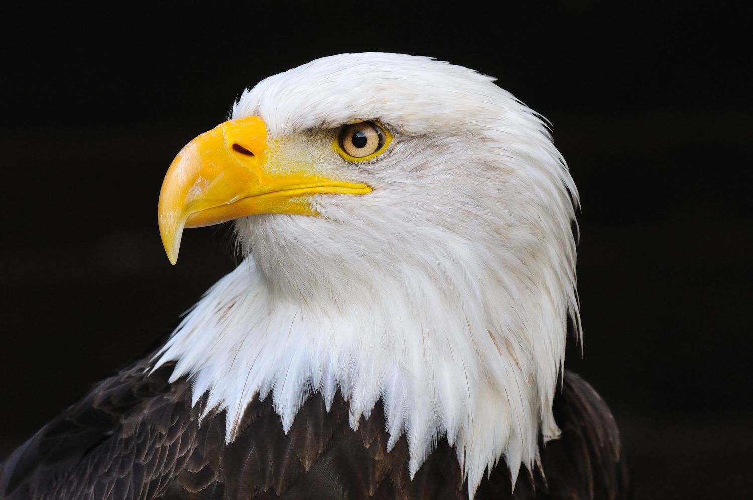 Eagles