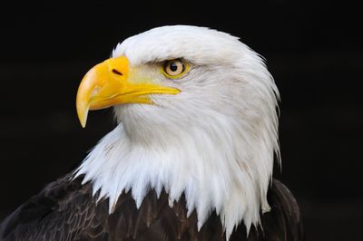 Eagles
