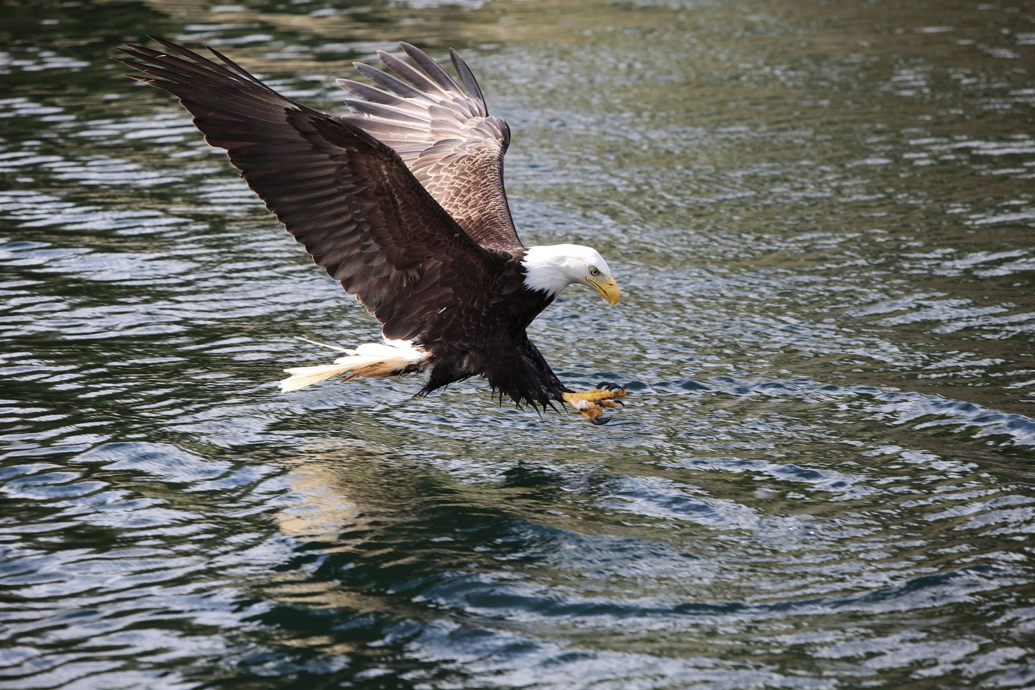 Eagles