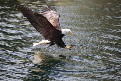 Eagles
