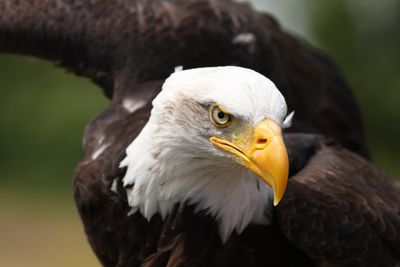 Eagles