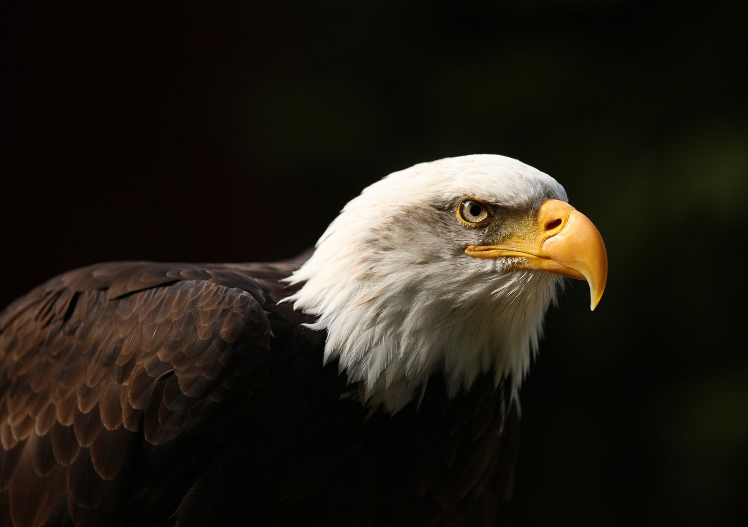 Eagles