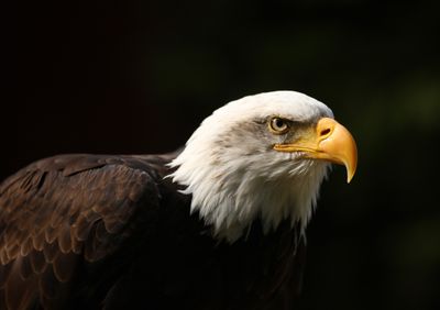 Eagles