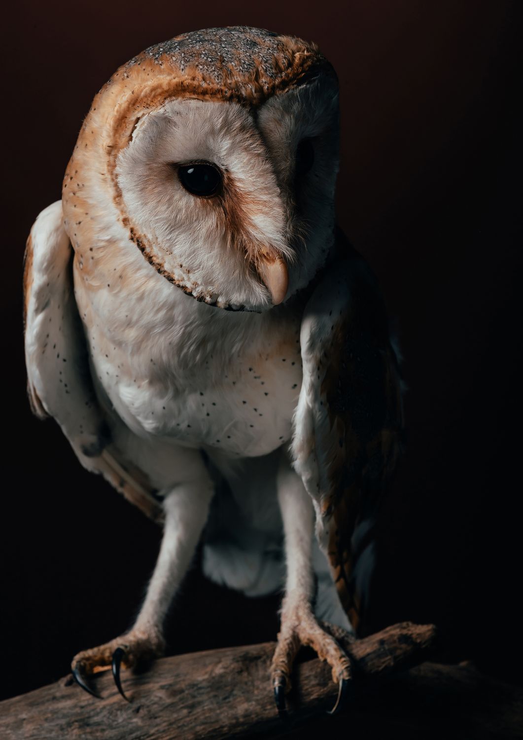 Owls