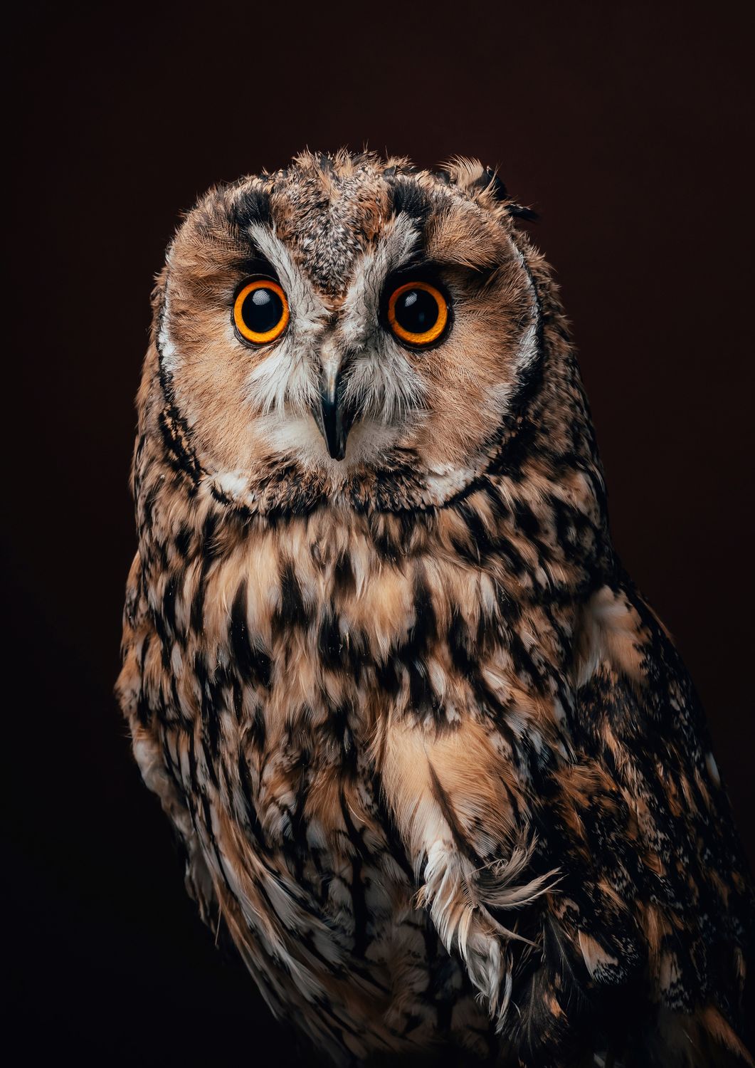 Owls