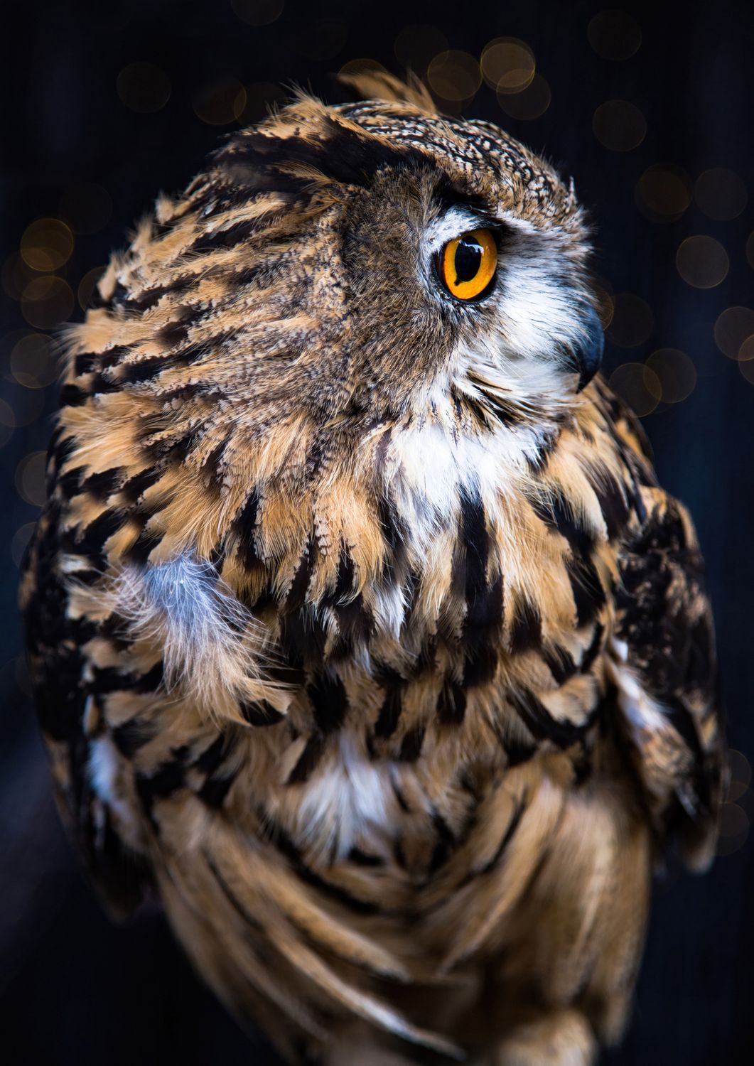 Owls
