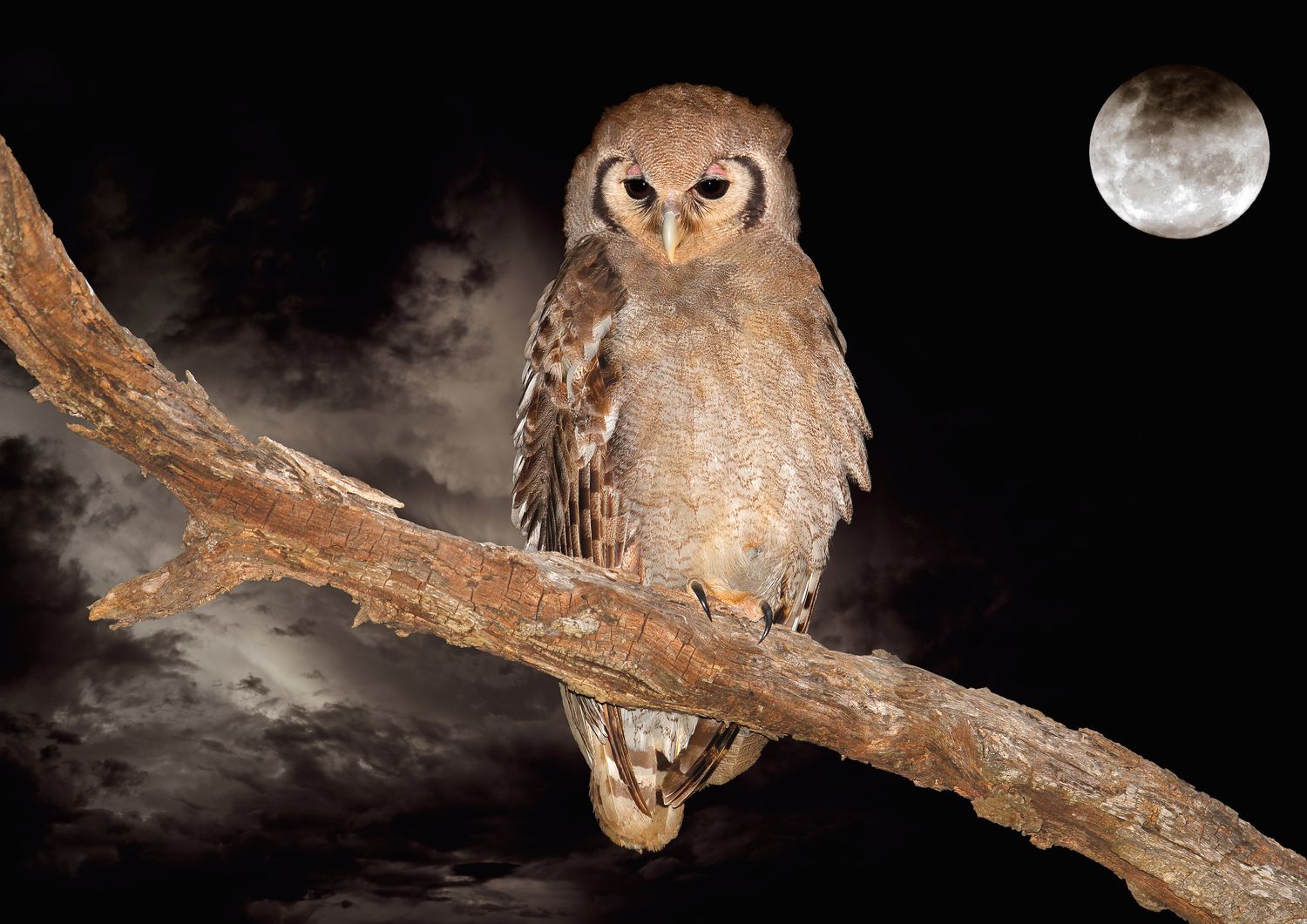 Owls